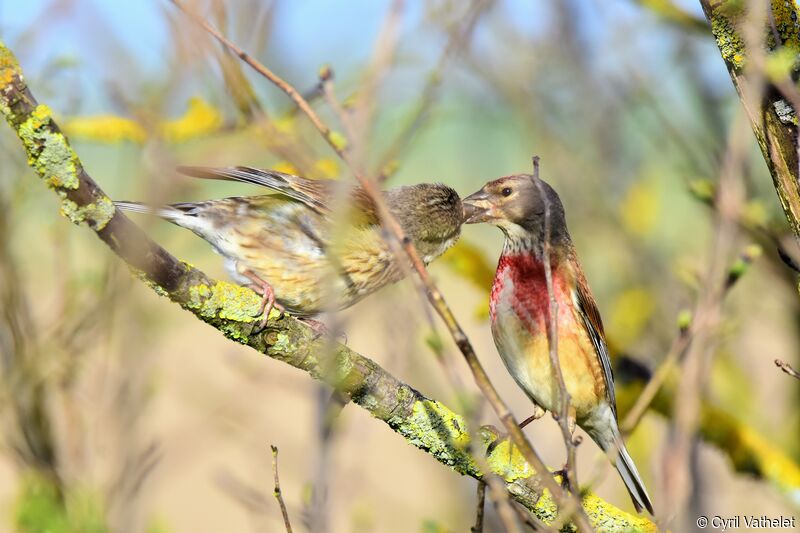 Common Linnetadult breeding, aspect, eats