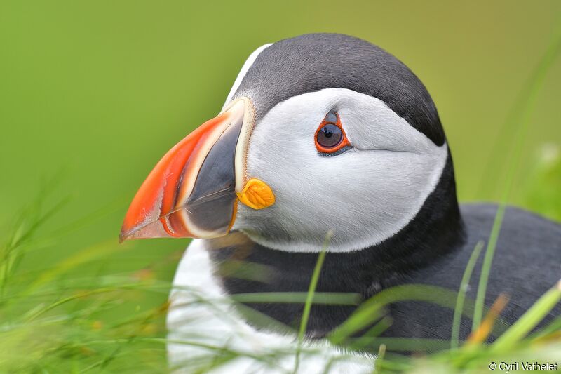 Atlantic Puffinadult, identification, aspect