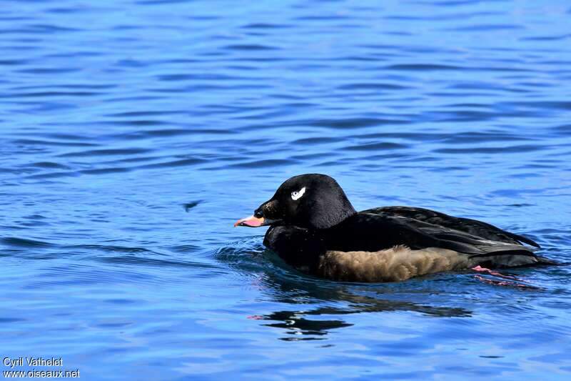 White-winged Scoter male subadult breeding, pigmentation, swimming