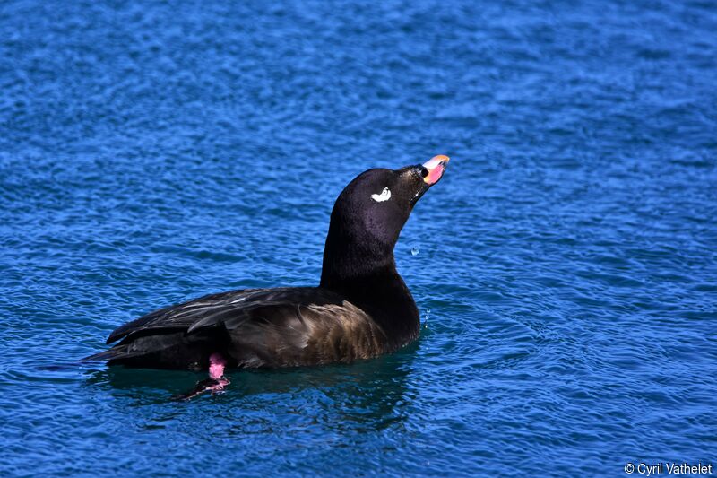 White-winged Scoter male, identification, aspect, swimming