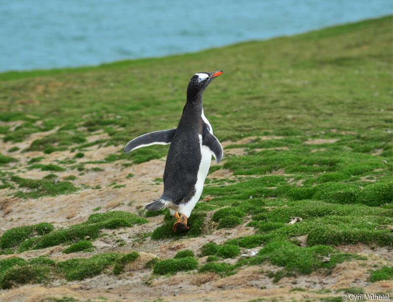 Manchot papouadulte, identification, habitat, composition, marche