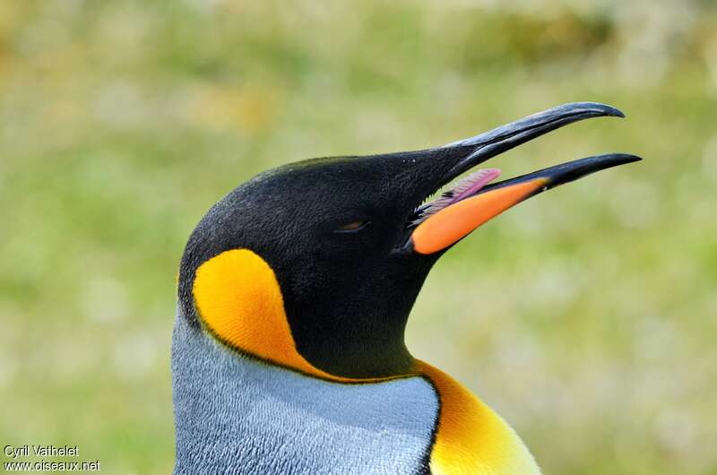 King Penguinadult, close-up portrait