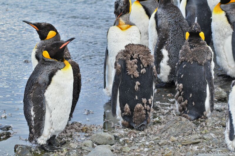 King Penguin, moulting, aspect