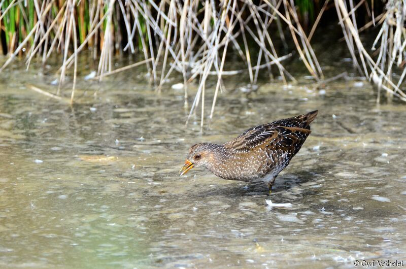 Spotted Crakeadult, identification, aspect, walking