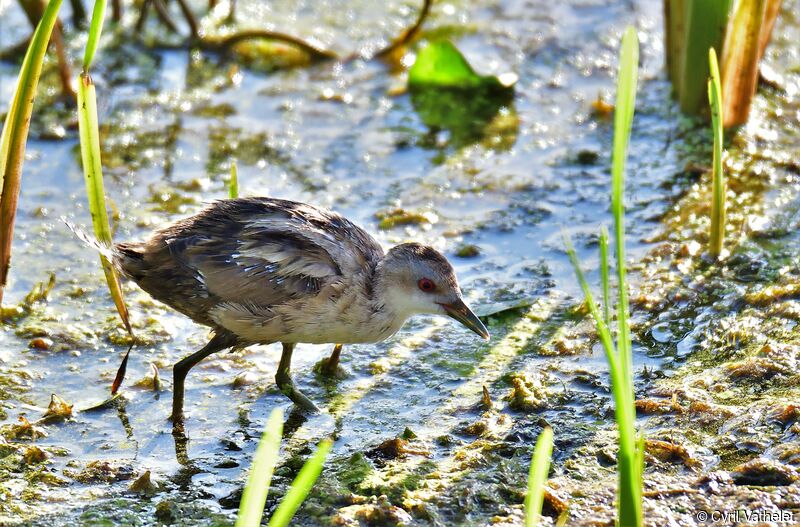 Little Crake female adult transition, identification, moulting, walking