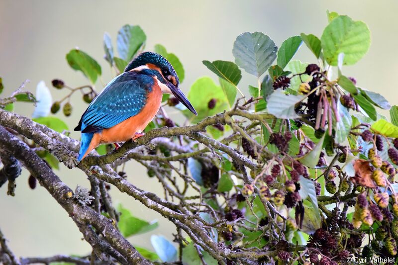 Common Kingfisher male, identification