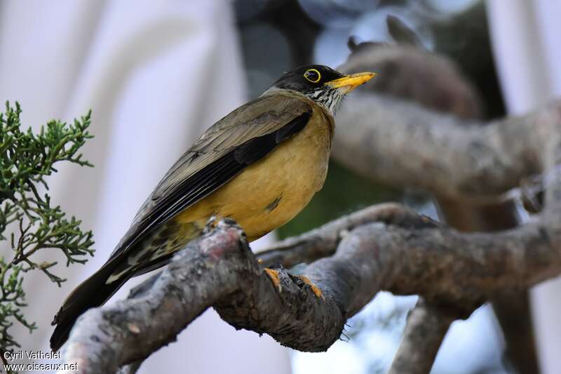 Austral Thrushadult, identification