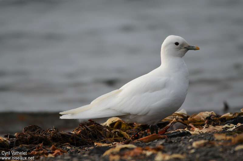 Ivory Gulladult, identification, walking