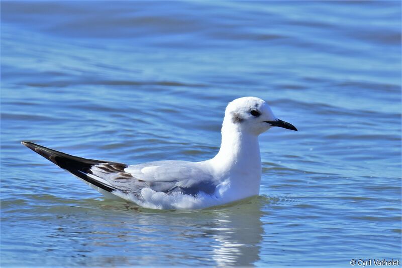 Mouette de Bonaparteadulte internuptial, identification, nage