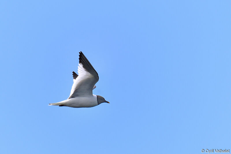 Mouette de Sabineadulte nuptial, composition, pigmentation, Vol