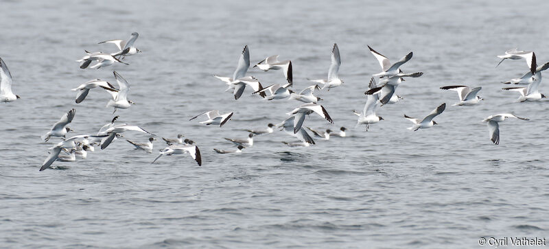 Mouette de Sabine, composition, Vol