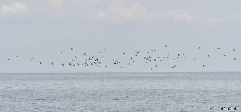 Mouette de Sabine, Vol