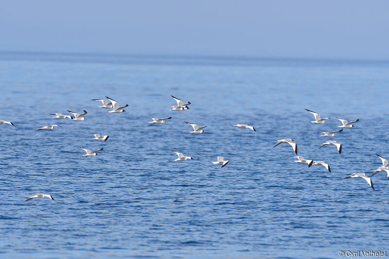 Mouette de Sabine, composition, Vol