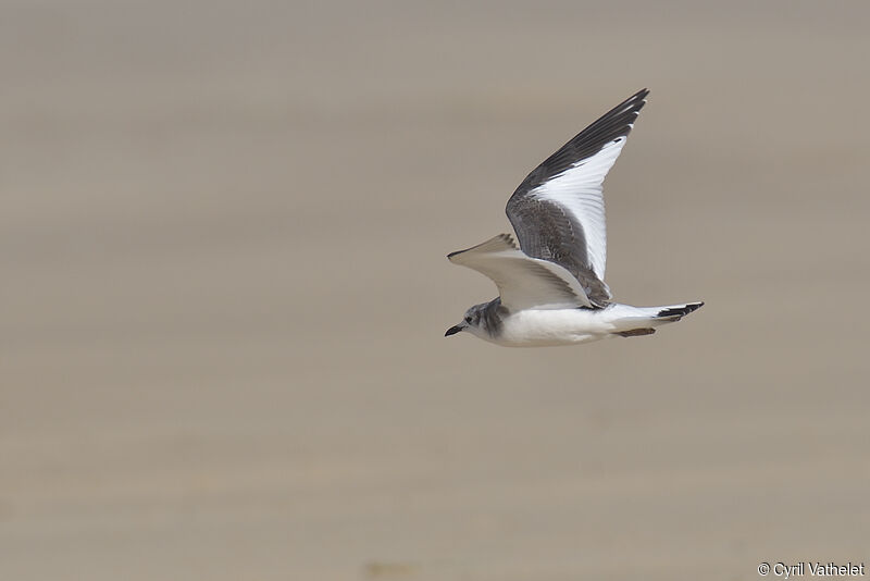 Sabine's Gulljuvenile, aspect, pigmentation, Flight