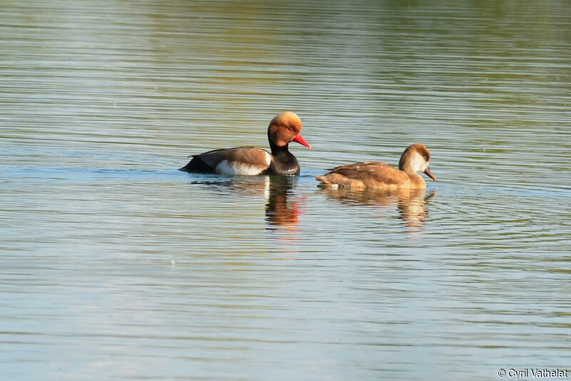 Red-crested Pochardadult breeding, aspect, pigmentation, swimming