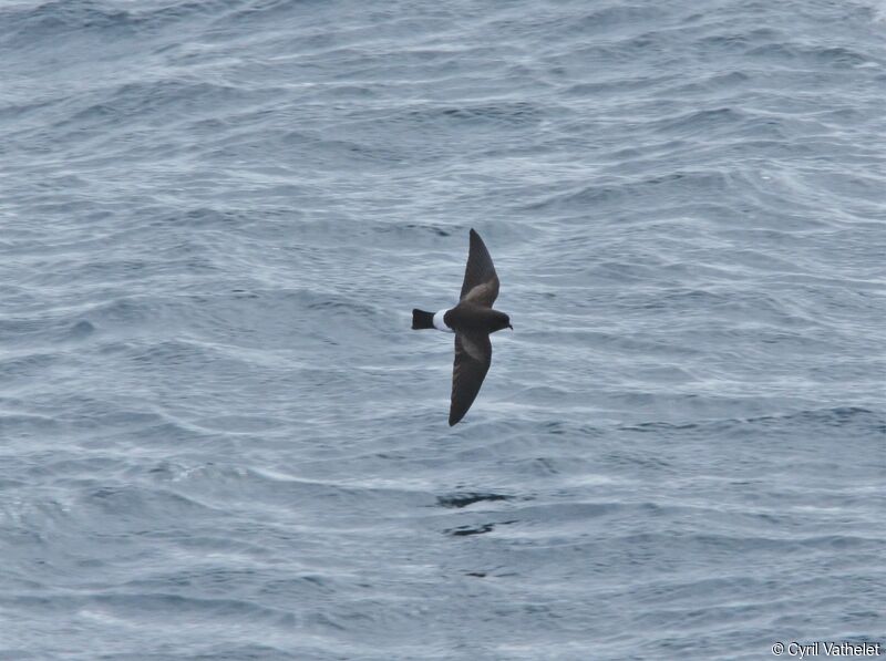 Wilson's Storm Petreladult, identification, aspect, Flight