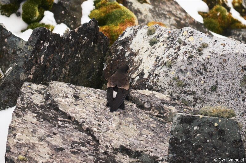 Wilson's Storm Petreladult, identification, aspect, Reproduction-nesting