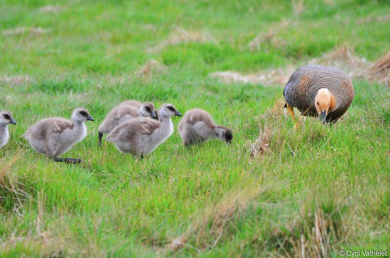 Ouette de Magellan, identification, habitat, composition, marche, mange