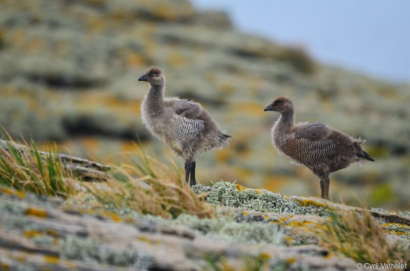 Upland Goosejuvenile, habitat, moulting, aspect, pigmentation