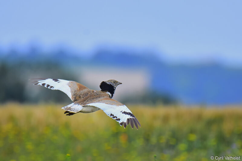 Little Bustard male adult breeding, aspect, Flight