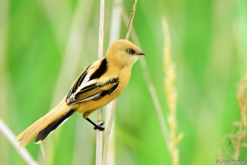 Bearded Reedling female First year, identification