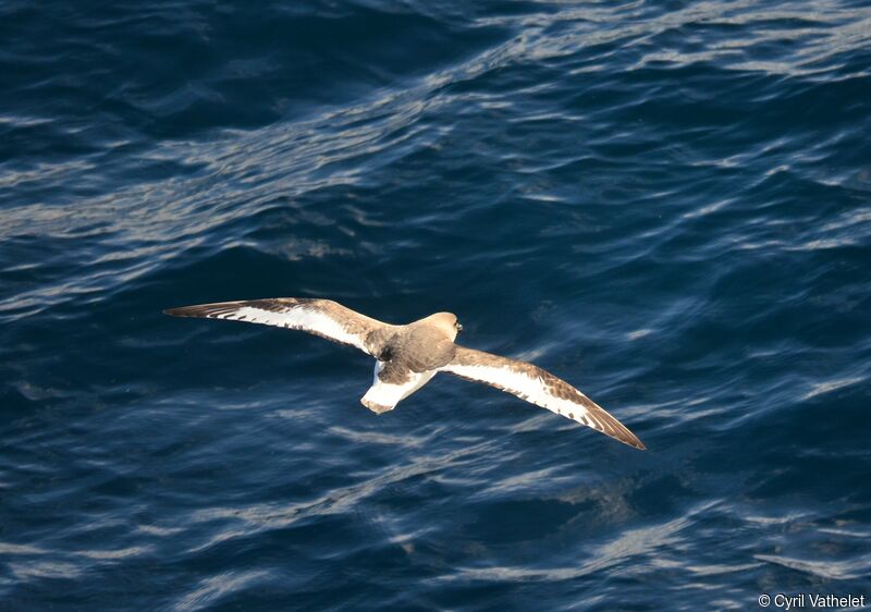 Antarctic Petrel, identification, aspect, Flight