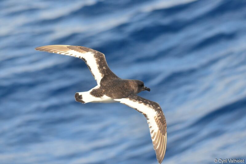 Antarctic Petreladult, identification, aspect, pigmentation, Flight