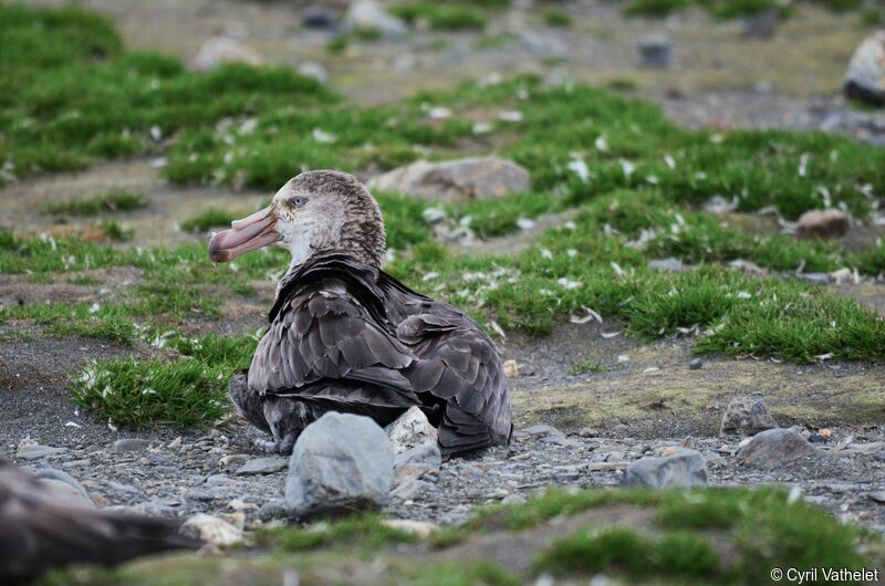 Northern Giant Petreladult, identification, habitat, aspect, pigmentation