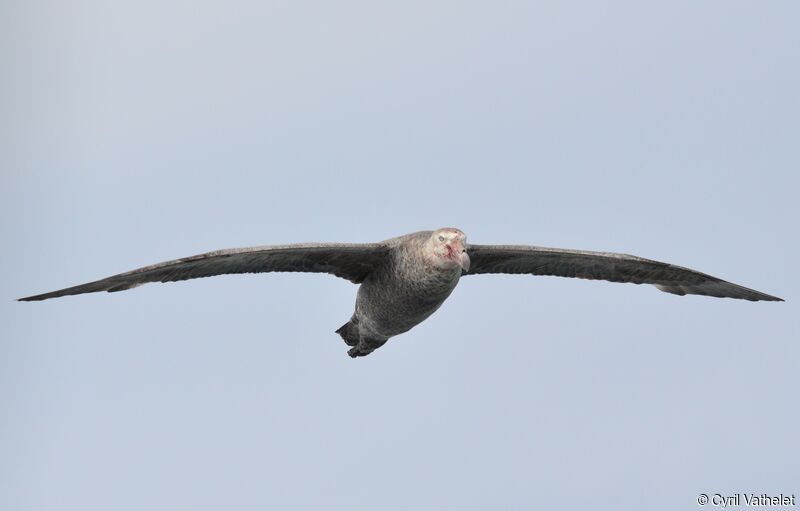 Northern Giant Petreladult, identification, aspect, pigmentation, Flight