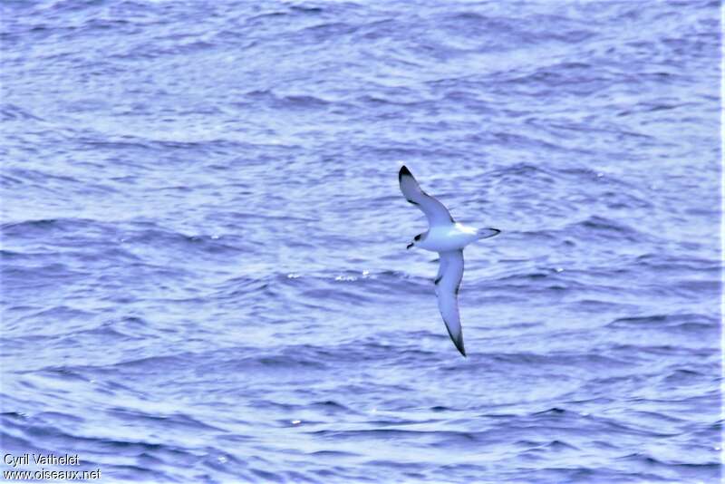 Juan Fernandez Petrel, Flight