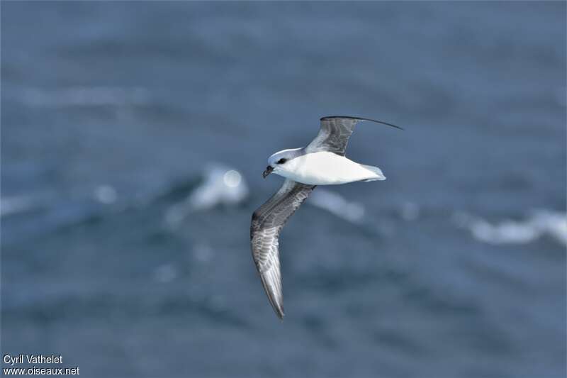 White-headed Petrel, Flight