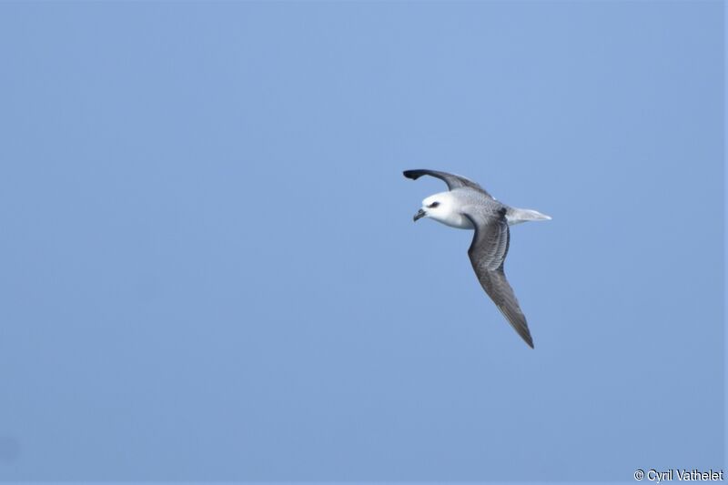 White-headed Petrel, Flight