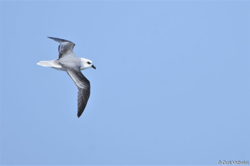 White-headed Petrel, Flight