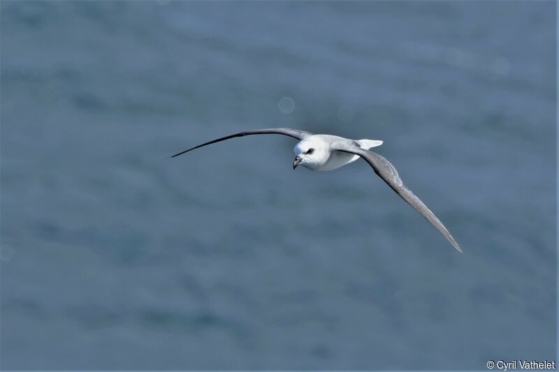 White-headed Petrel, Flight