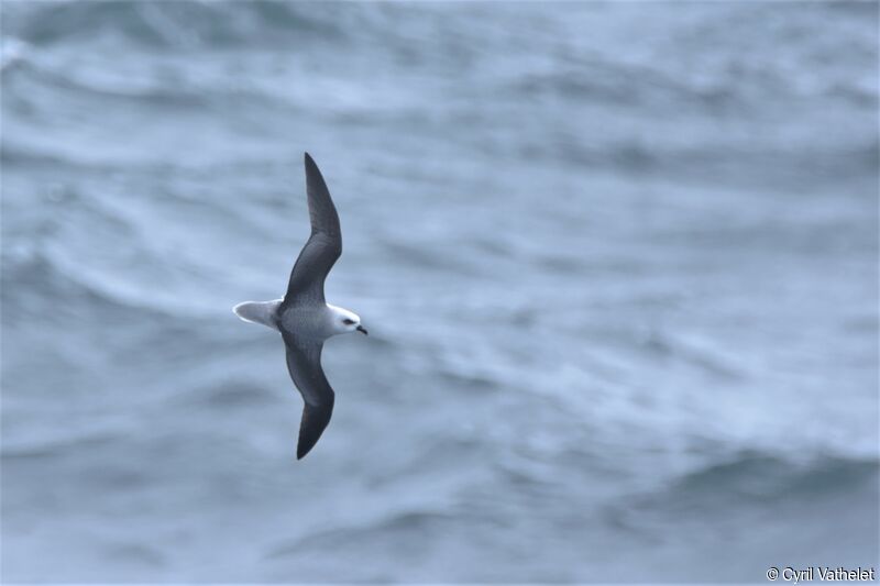 White-headed Petrel, Flight