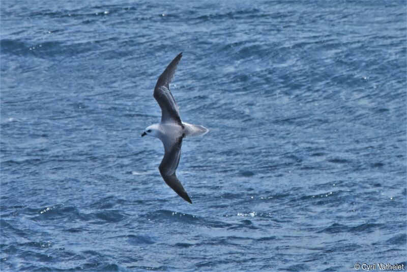 White-headed Petrel, Flight