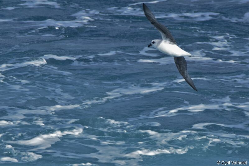 White-headed Petrel, Flight