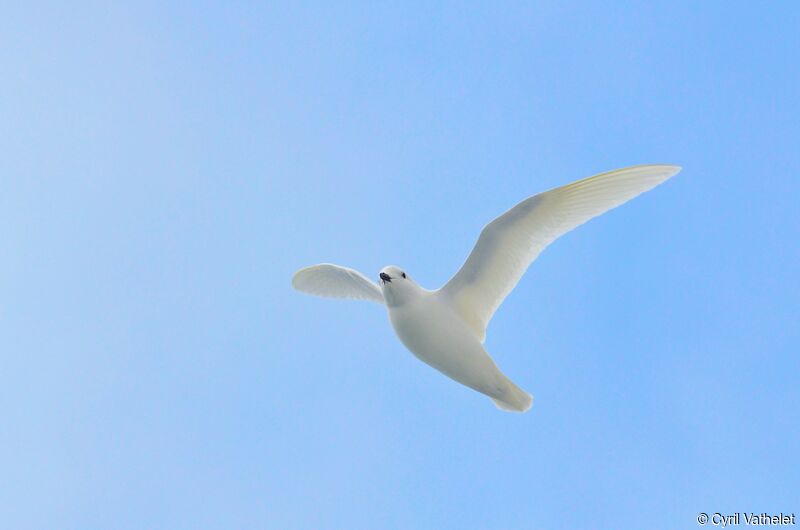 Pétrel des neiges, identification, composition, Vol