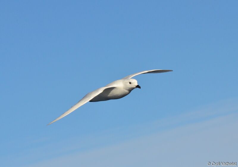 Snow Petrel, identification, aspect, Flight