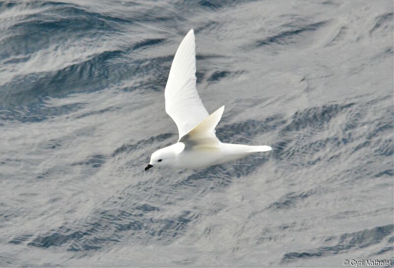 Snow Petrel, identification, aspect, pigmentation, Flight