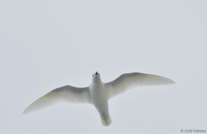 Pétrel des neiges, identification, composition, pigmentation, Vol