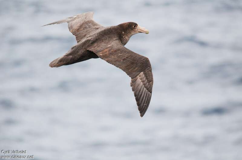 Southern Giant Petrelimmature, Flight