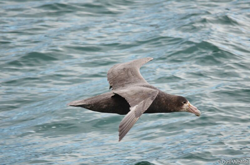 Southern Giant Petreladult, identification, aspect, pigmentation, Flight