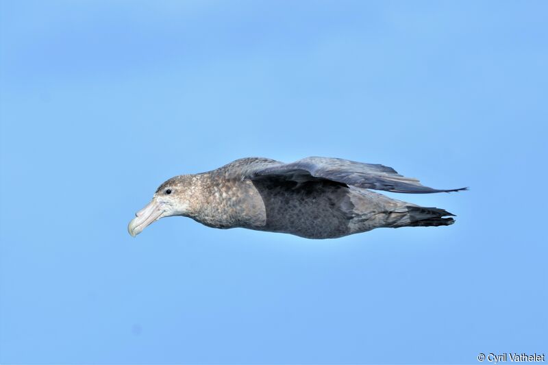 Southern Giant Petreladult, Flight