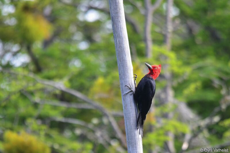 Magellanic Woodpecker male adult