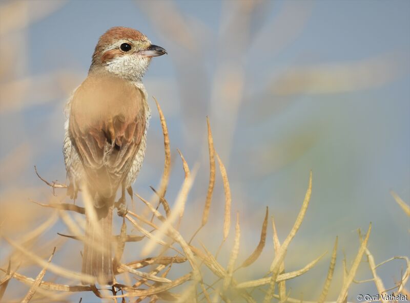 Pie-grièche écorcheur femelle, identification