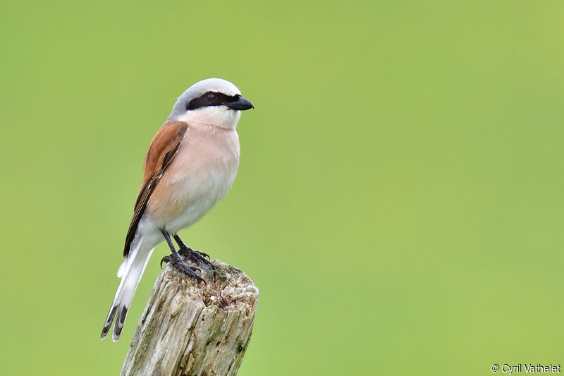 Red-backed Shrike male adult breeding, identification, aspect