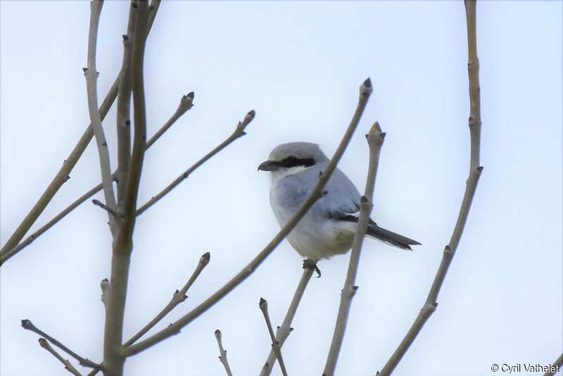 Great Grey Shrike, identification