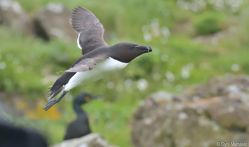 Razorbilladult breeding, Flight