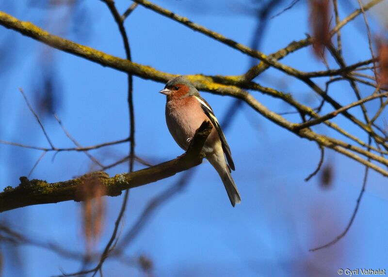 Eurasian Chaffinch male adult, identification